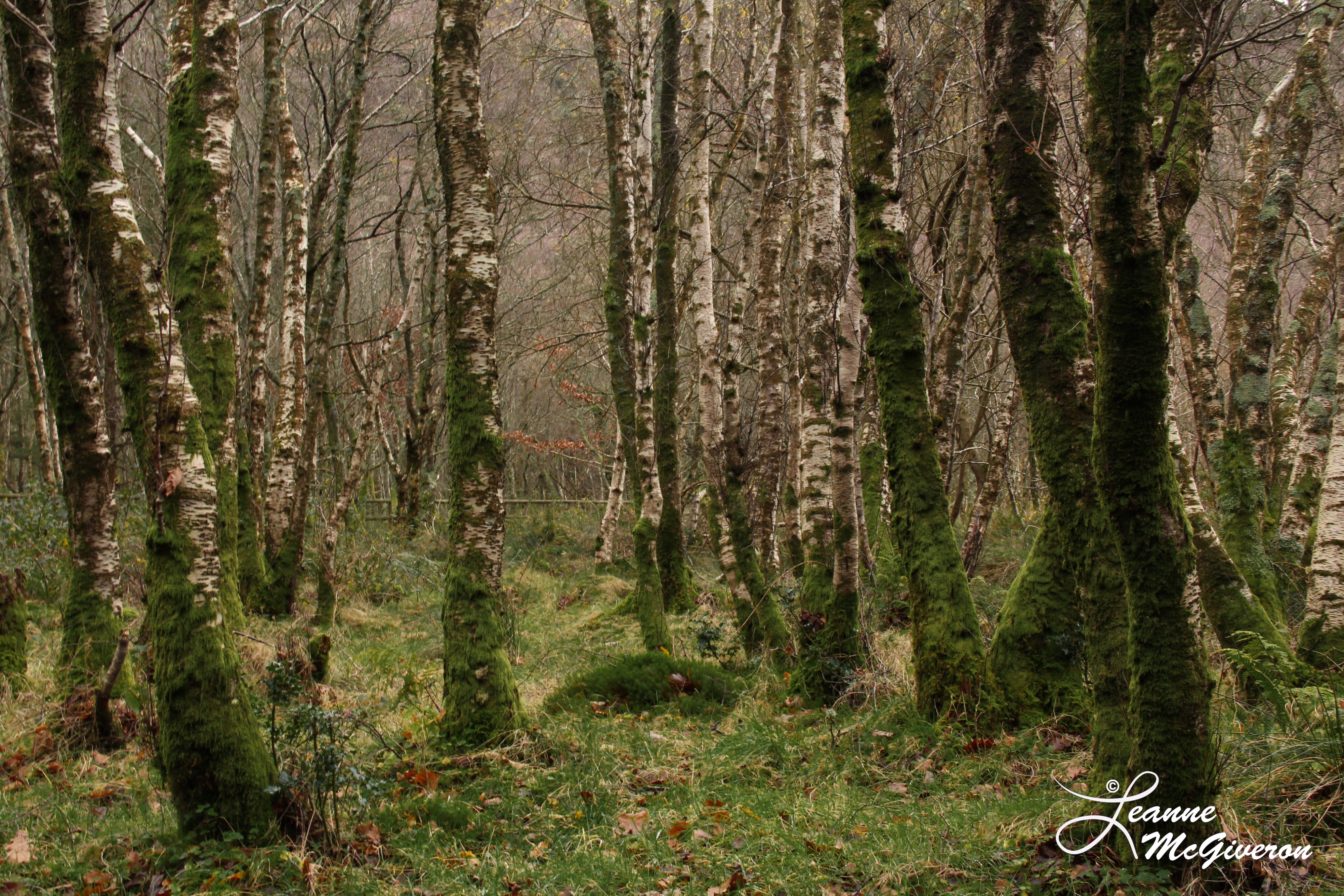 Into a December Forest, Glendalough, County Wicklow